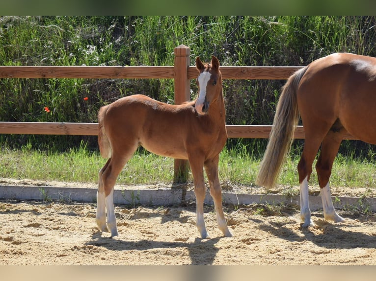 Poney de selle allemand Hongre 2 Ans 146 cm Isabelle in Wegeleben