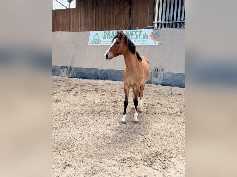 Poney de selle allemand Hongre 2 Ans 146 cm Isabelle in Wegeleben