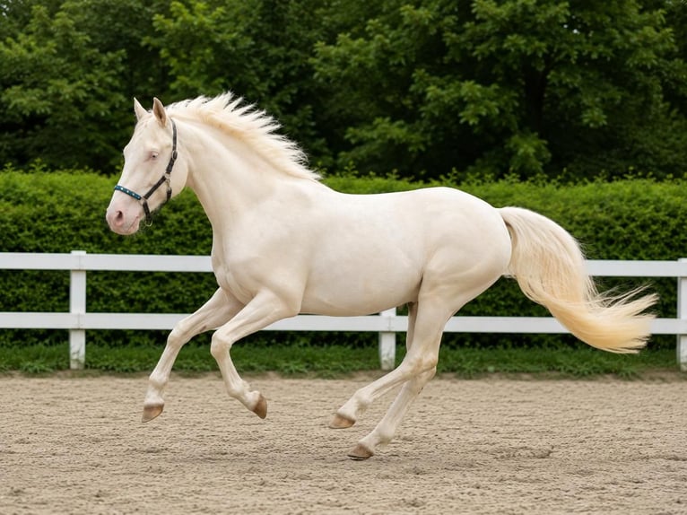 Poney de selle allemand Hongre 2 Ans 147 cm Cremello in Wassenberg