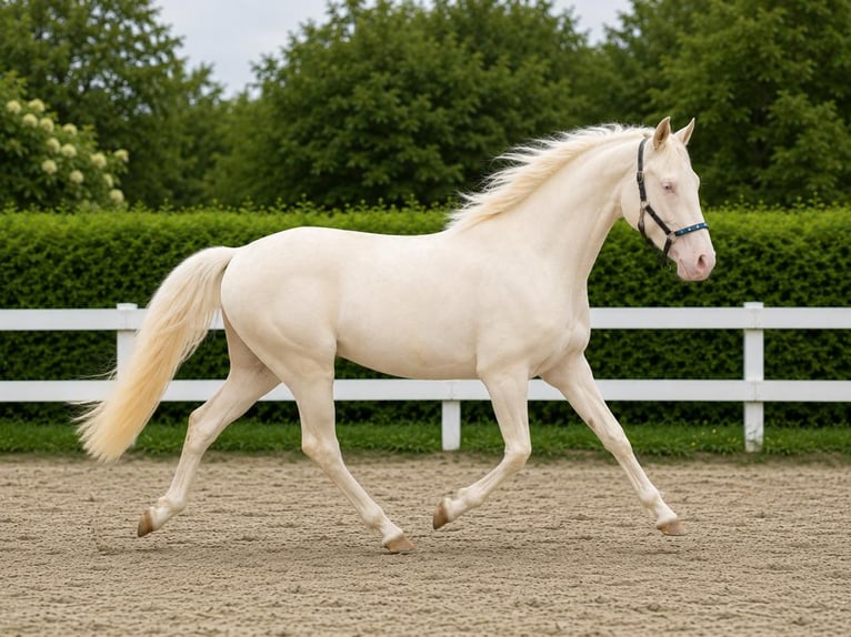 Poney de selle allemand Hongre 2 Ans 147 cm Cremello in Wassenberg