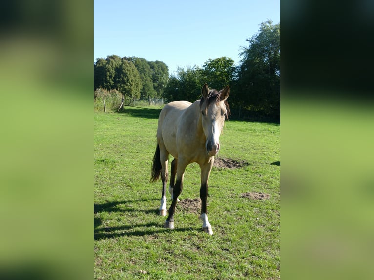 Poney de selle allemand Hongre 2 Ans 148 cm Buckskin in Perleberg OT Quitzow