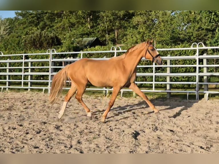 Poney de selle allemand Hongre 2 Ans 150 cm Alezan dun in Heemskerk