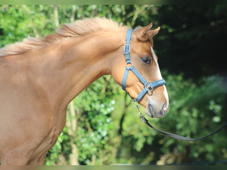 Poney de selle allemand Hongre 2 Ans 150 cm Alezan dun in Heemskerk