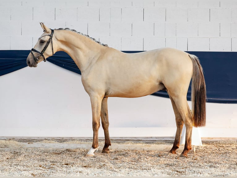 Poney de selle allemand Hongre 2 Ans 150 cm Isabelle in Marsberg