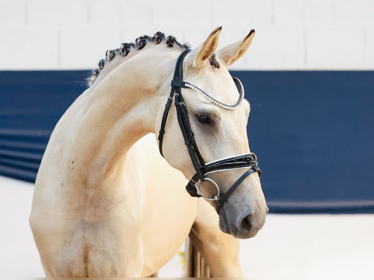 Poney de selle allemand Hongre 2 Ans 150 cm Isabelle in Marsberg