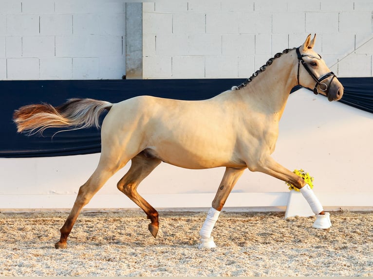 Poney de selle allemand Hongre 2 Ans 150 cm Isabelle in Marsberg