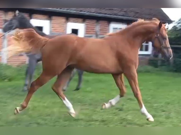 Poney de selle allemand Hongre 2 Ans 151 cm Alezan in Badbergen