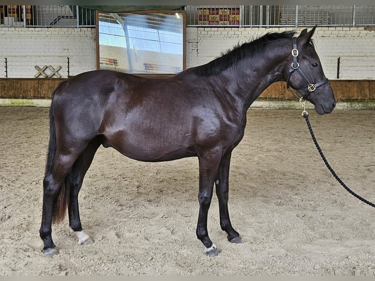 Poney de selle allemand Hongre 2 Ans 153 cm Bai brun foncé in Raddestorf