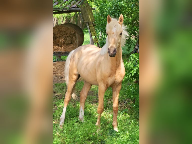 Poney de selle allemand Hongre 2 Ans 155 cm Palomino in Krüssau
