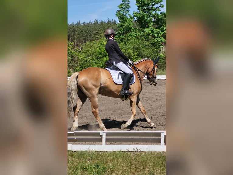 Poney de selle allemand Hongre 2 Ans 155 cm Palomino in Krüssau