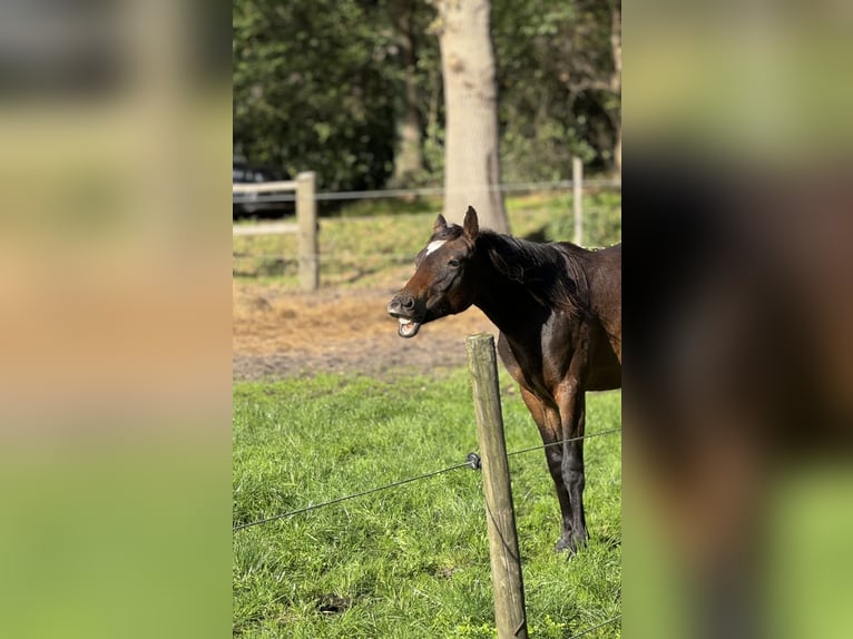 Poney de selle allemand Hongre 2 Ans Bai brun in Neuenkirchen-Vörden