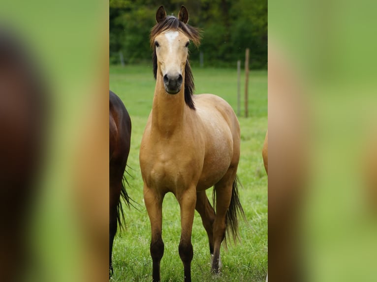 Poney de selle allemand Hongre 2 Ans  in Neuenkirchen-Vörden