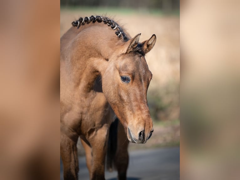 Poney de selle allemand Hongre 2 Ans Isabelle in Merzen