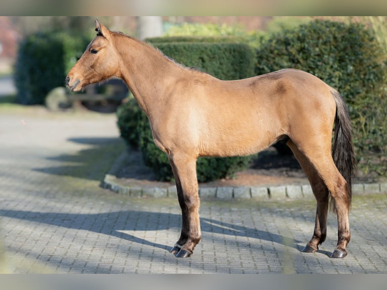 Poney de selle allemand Hongre 2 Ans Isabelle in Merzen