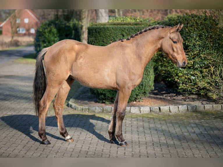 Poney de selle allemand Hongre 2 Ans Isabelle in Merzen