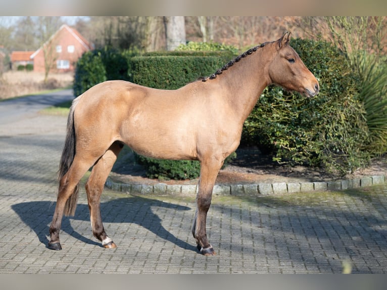 Poney de selle allemand Hongre 2 Ans Isabelle in Merzen