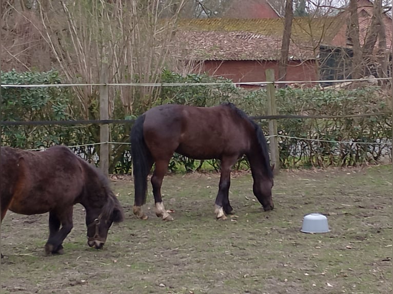 Poney de selle allemand Hongre 3 Ans 125 cm Bai brun in Garrel