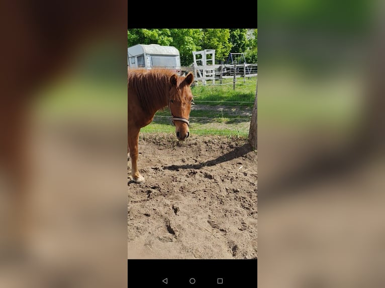 Poney de selle allemand Hongre 3 Ans 134 cm Alezan in Arendsee