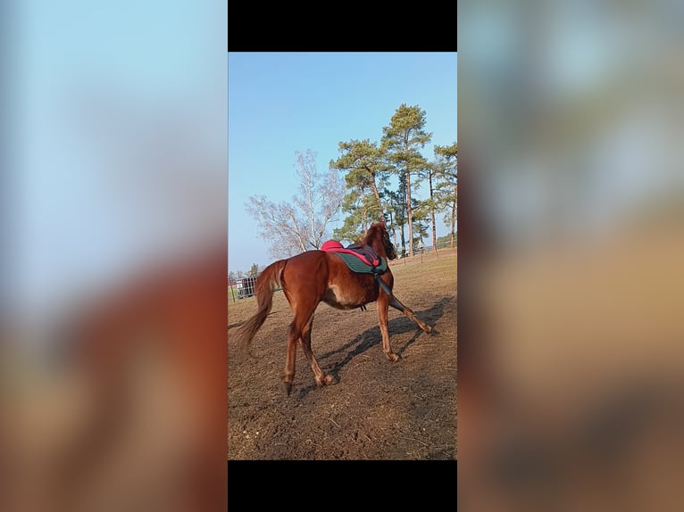 Poney de selle allemand Hongre 3 Ans 134 cm Alezan in Arendsee