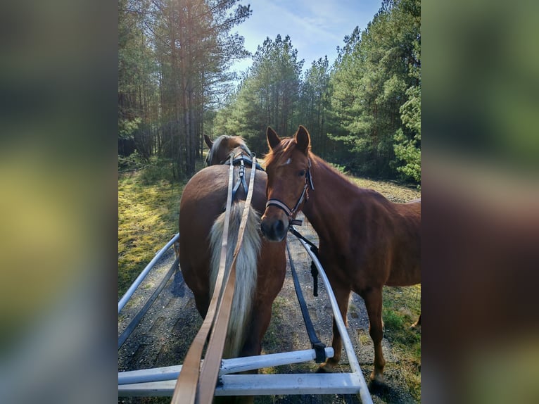 Poney de selle allemand Hongre 3 Ans 134 cm Alezan in Arendsee