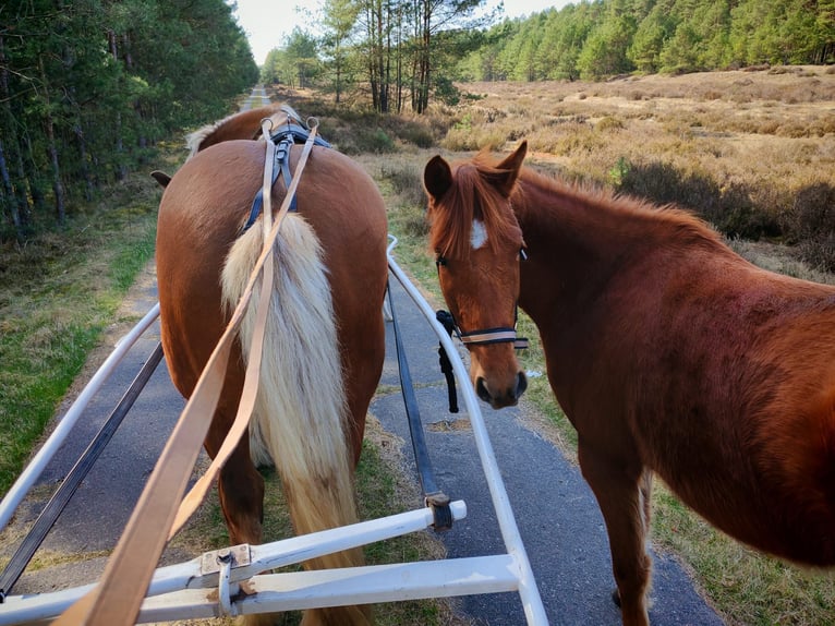Poney de selle allemand Hongre 3 Ans 134 cm Alezan in Arendsee