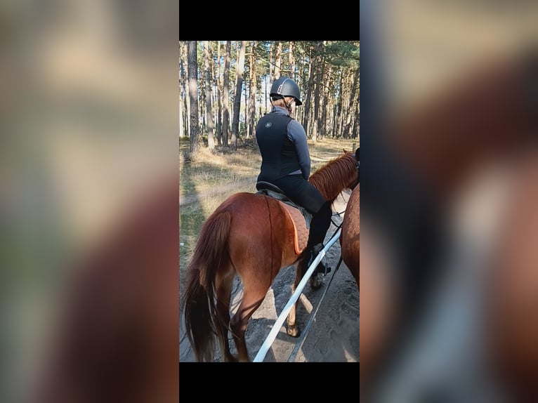 Poney de selle allemand Hongre 3 Ans 134 cm Alezan in Arendsee