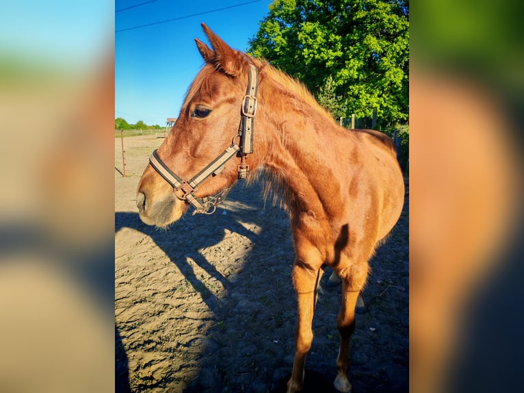 Poney de selle allemand Hongre 3 Ans 134 cm Alezan in Arendsee