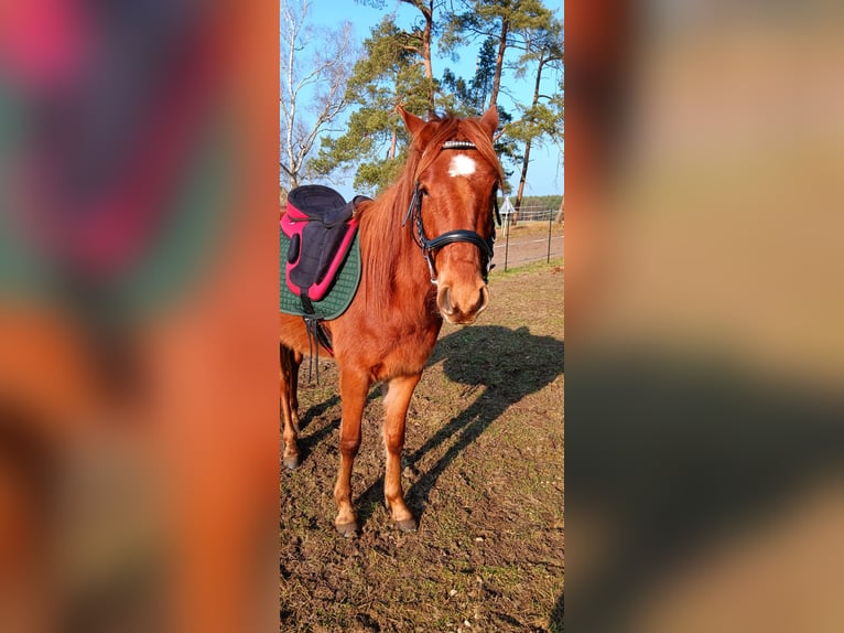 Poney de selle allemand Hongre 3 Ans 134 cm Alezan in Arendsee