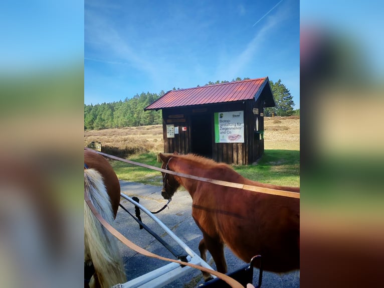 Poney de selle allemand Hongre 3 Ans 134 cm Alezan in Arendsee