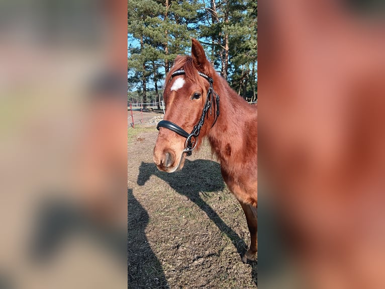 Poney de selle allemand Hongre 3 Ans 134 cm Alezan in Arendsee