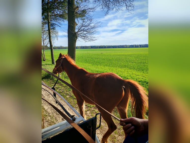 Poney de selle allemand Hongre 3 Ans 134 cm Alezan in Arendsee