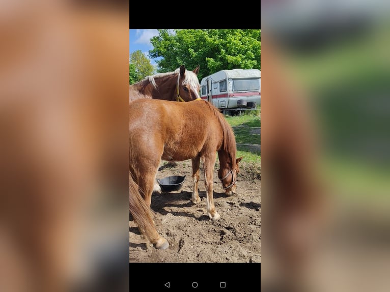 Poney de selle allemand Hongre 3 Ans 134 cm Alezan in Arendsee