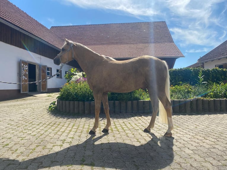 Poney de selle allemand Hongre 3 Ans 136 cm Palomino in Deining