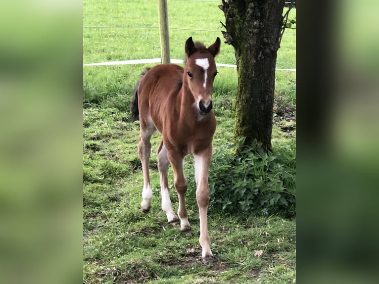 Poney de selle allemand Hongre 3 Ans 138 cm Bai in Bergisch Gladbach