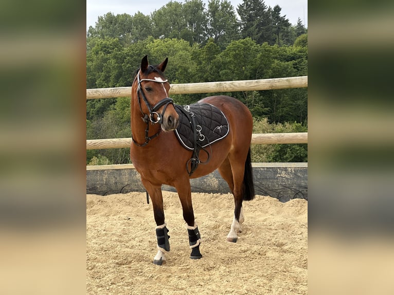 Poney de selle allemand Hongre 3 Ans 138 cm Bai in Bergisch Gladbach