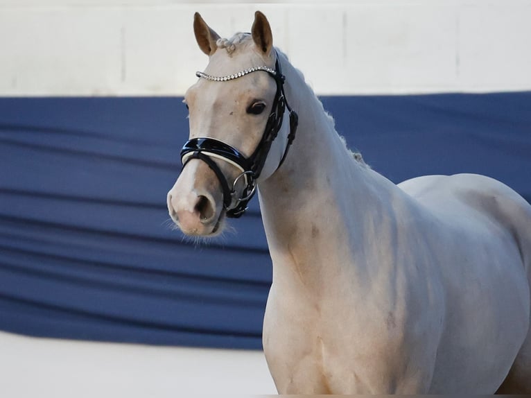 Poney de selle allemand Hongre 3 Ans 138 cm Palomino in Marsberg