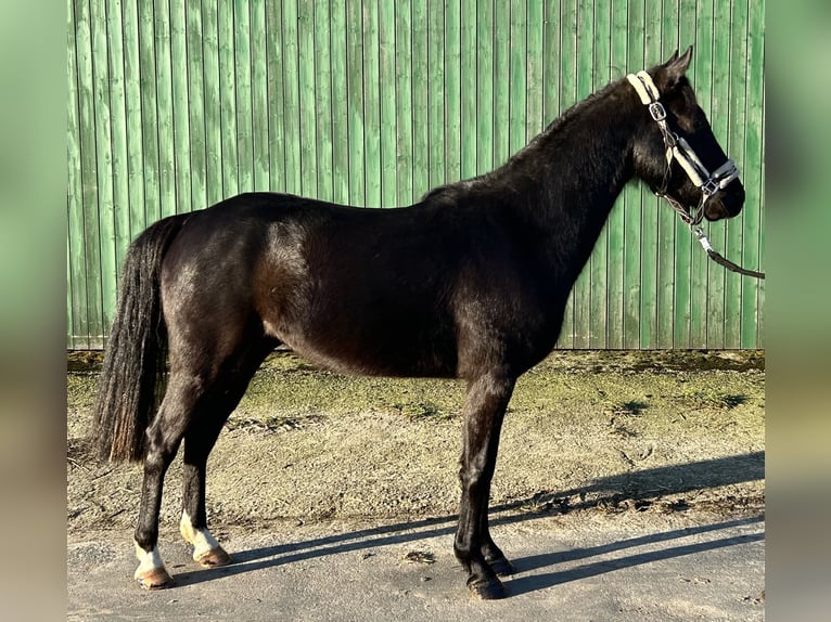 Poney de selle allemand Hongre 3 Ans 139 cm Noir in Greven