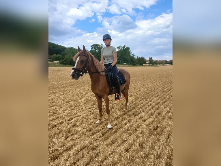 Poney de selle allemand Hongre 3 Ans 140 cm Alezan in Kirchworbis