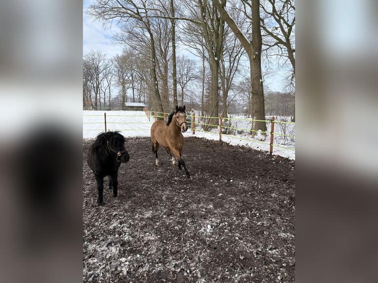Poney de selle allemand Hongre 3 Ans 140 cm Isabelle in FriesoytheFriesoythe