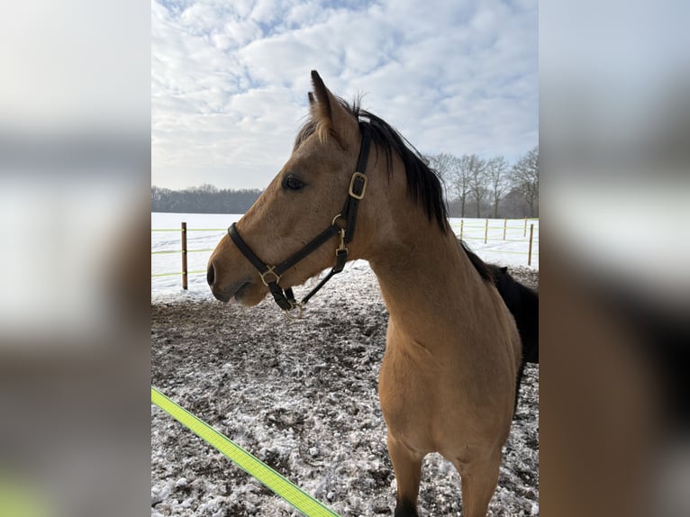 Poney de selle allemand Hongre 3 Ans 140 cm Isabelle in FriesoytheFriesoythe