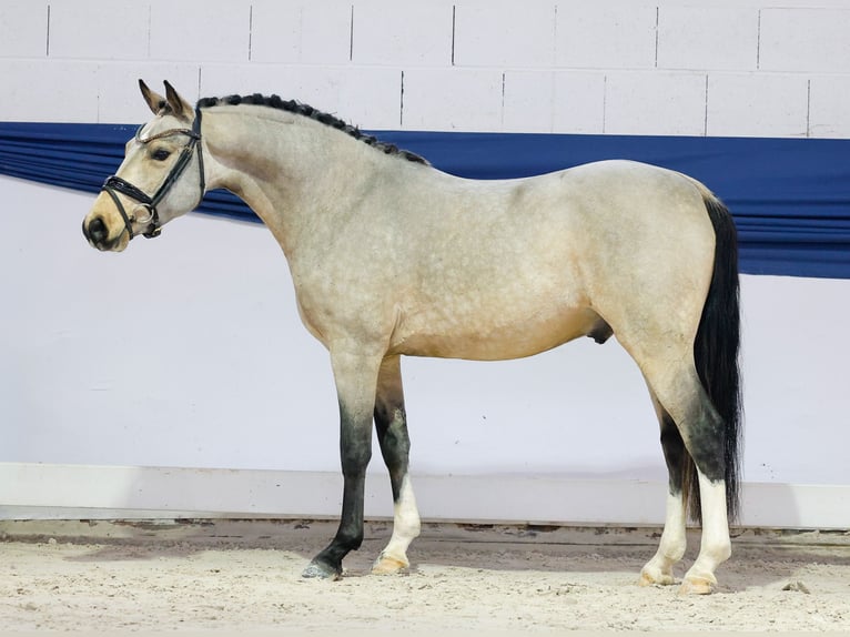 Poney de selle allemand Hongre 3 Ans 141 cm Isabelle in Marsberg