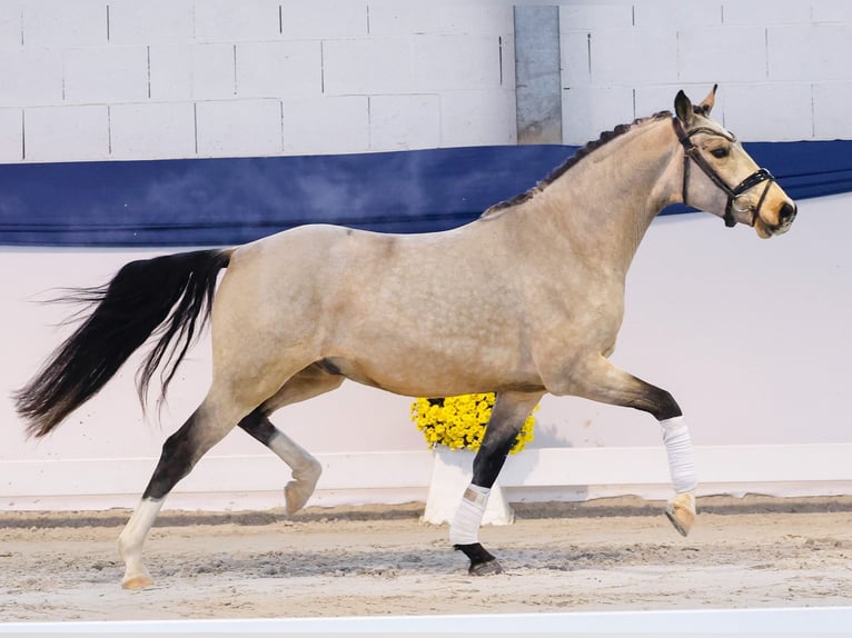 Poney de selle allemand Hongre 3 Ans 141 cm Isabelle in Marsberg