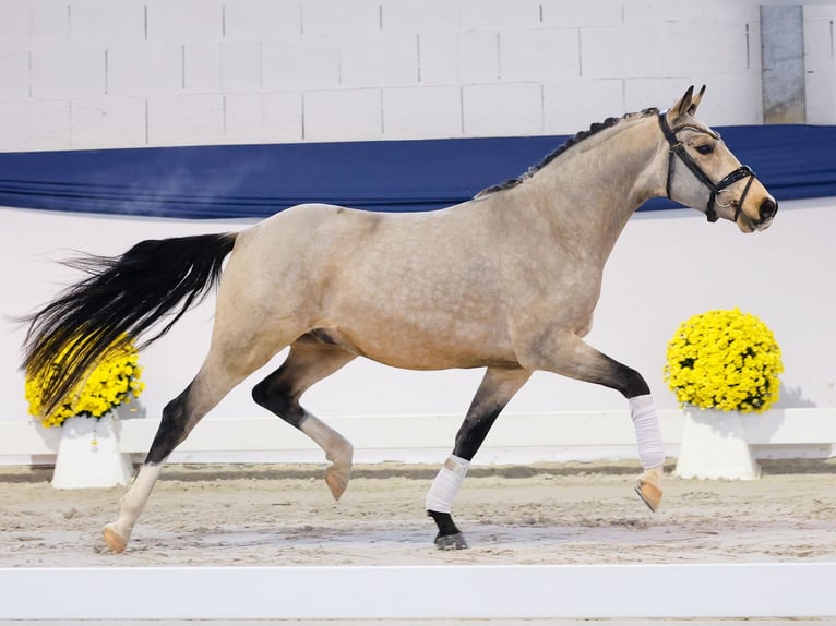 Poney de selle allemand Hongre 3 Ans 141 cm Isabelle in Marsberg