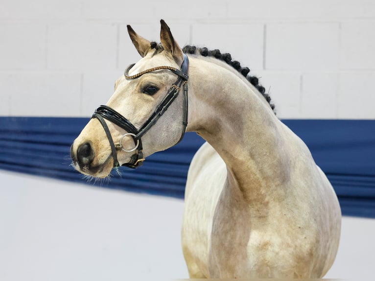 Poney de selle allemand Hongre 3 Ans 141 cm Isabelle in Marsberg