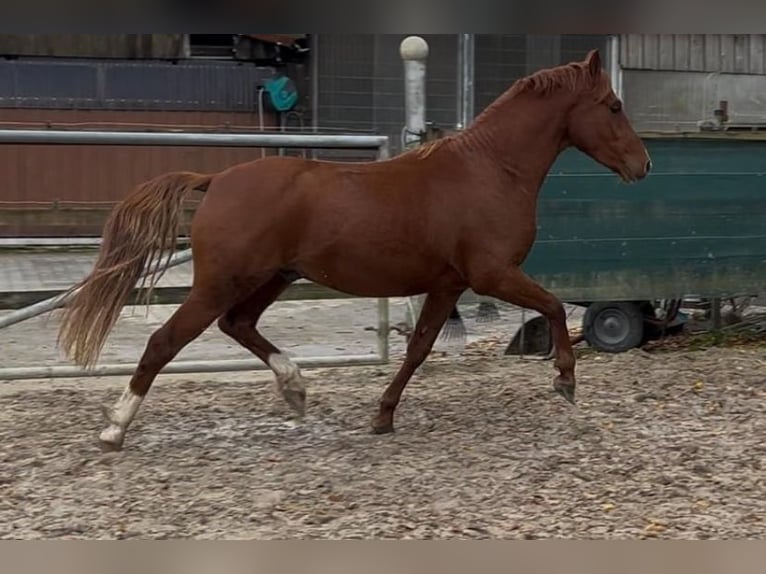 Poney de selle allemand Hongre 3 Ans 142 cm Alezan in Nottuln