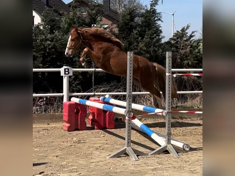 Poney de selle allemand Hongre 3 Ans 142 cm Alezan in Brilon