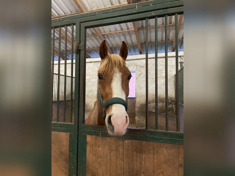 Poney de selle allemand Hongre 3 Ans 142 cm Alezan in Gröbzig