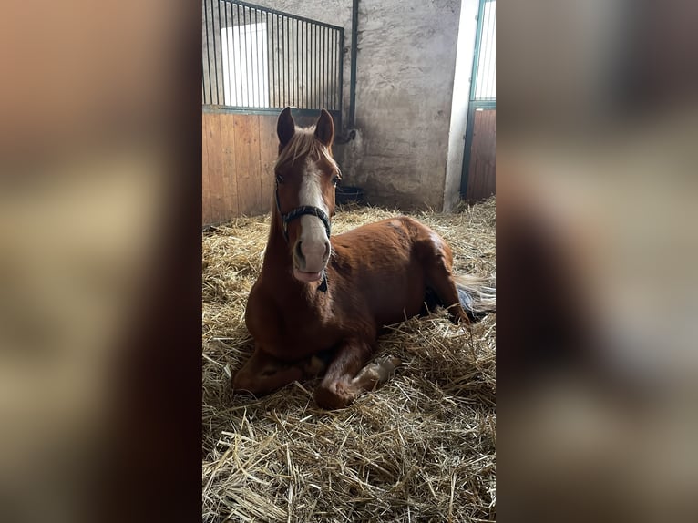 Poney de selle allemand Hongre 3 Ans 142 cm Alezan in Gröbzig