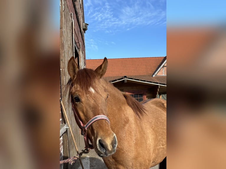 Poney de selle allemand Hongre 3 Ans 142 cm Alezan dun in bergen