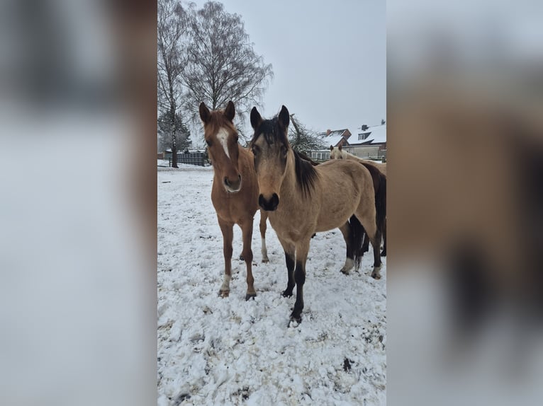 Poney de selle allemand Hongre 3 Ans 142 cm Buckskin in Perleberg OT Quitzow